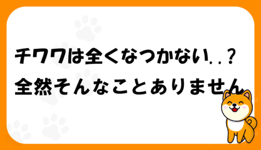 チワワがなつかない理由や性格、信頼関係を築く接し方やトレーニング方法について丁寧に解説します。