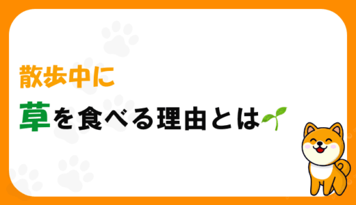 犬が散歩中に草を食べる理由や注意点、危険な草の種類、やめさせ方や対策をわかりやすく解説します。