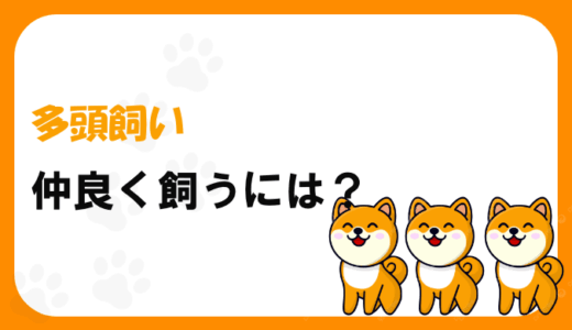 犬の多頭飼いで理想の暮らしを目指すためのコツや注意点、環境づくりやトラブル対策について詳しく解説します。